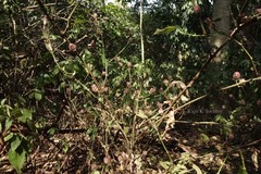 Nilgirianthus lupulinus